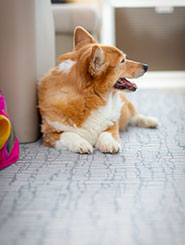 Sensations Puppy